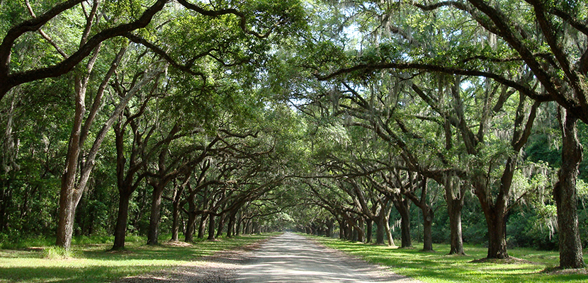 Live Oak Canopy Over Road Photograph Taken In Savannah, Georgia